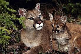 Mother And Baby Animal Photograph Layout Leatherwood Design In 2020 Cute Wild Animals Mother And Baby Animals Interesting Animals