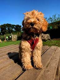 tuy dokmeyen kopek poodle kopek yavru kopek