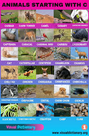 animals that start with c useful list of 60 animals starting with c visual dictionary animals name in english animals visual dictionary