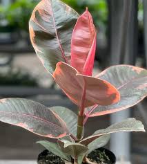 Image result for Ficus elastica