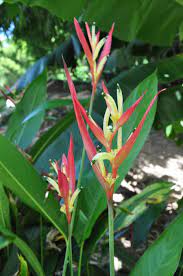 And a question regarding heliconia rostrata: Heliconia Psittacorum Lady Di Bamboo Land Nursery Qld Australia
