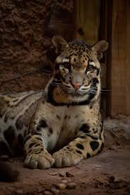 Join the movement that has reached millions of athletes and coaches; Okc Zoo Announces Passing Of Clouded Leopard Luke