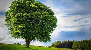Not only do they provide oxygen to the environment, but they add value in many ways. Indian Origin Family S Tree Cut In Half Following Petty Dispute Between Neighbours Photos Go Viral Trending News The Indian Express