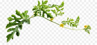 Kalau mau disimpan, bisa dipindah ke dalam botol beling dan simpan di kulkas. Daun Semangka Citrullus Lanatus Gambar Png