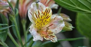 10 Pretty Flowers That Are Deadly To Dogs Cesar S Way