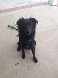 Australian Shepherd Lab Mix Black And White Meet Abbi Courtesy A Petfinder Adoptable Australian Shepherd Dog Los Alamitos Ca Abbi Is A Female 2 Yr Old Old A Australian Shepherd Dogs Dogs Pet Birds