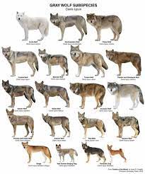 Gray Wolf Subspecies Chart Wolf Spirit Animal Wild Dogs Wolf Dog