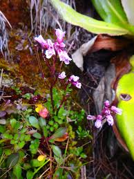 Image result for Cardamine obliqua