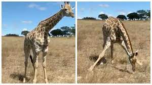 Giraffes are really fascinating creatures—being the tallest mammals in the world, these african beauties can reach heights of up to 19 ft (around 6 meters)! Watch This Is How A Giraffe Eats Grass Times Of India Videostweets By Timeslitfestdeltweets By Timeslitfestkol