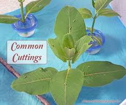 How To Raise Monarch Butterflies Indoors 21 Monarch Survival Tips Raising Monarch Butterflies Butterfly Habitat Monarch Butterfly Garden