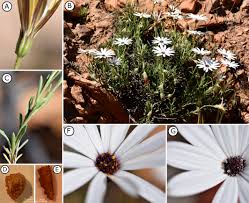 Image result for Philyrophyllum schinzii