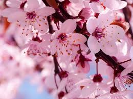 Bisa jadi dua jenis bunga berbeda memiliki nama yang sama di wilayah yang berbeda. Delapan Nama Bunga Terindah Di Dunia Yang Wajib Anda Ketahui Bibitbunga Com