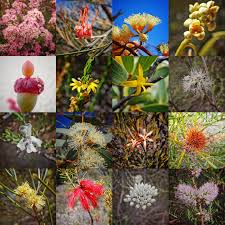 Image result for Moraea stricta