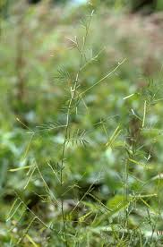 Image result for Tephrosia linearis