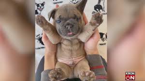 Please contact the breeders below to find french bulldog puppies for sale in indiana: Why French Bulldogs Are Being Targeted In Violent Thefts Kron4