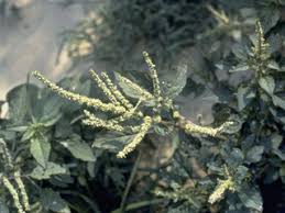 Image result for Amaranthus spinosus