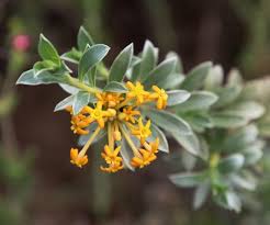 Image result for Grewia arborea