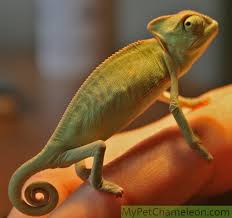 Veiled chameleon in the wild, veiled chameleons are found in yemen and saudi arabia. Development Of Chameleons My Pet Chameleon