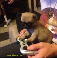 Look At Eyes Expression Of My Pet Dog When I Play On My New Neverwinter Ps4 Set Nwps4 Neverwinter Cute Animals With Funny Captions Pugs Funny Puppies Funny