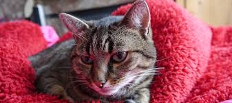 Aspirin resistance and the risk of myocardial infarction, stroke, or cardiovascular death in patients at high risk of cardiovascular outcomes. Heart Disease Heart Murmurs In Cats Litter Robot Blog