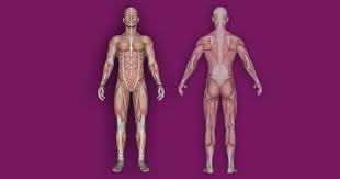 Start studying muscles of the body front/back. Interactive Human Muscular System Full Body