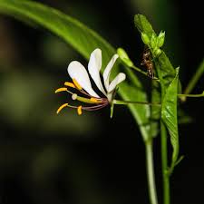 Image result for Cleomaceae