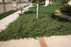 Image result for Xerophyta kirkii