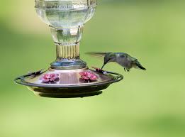 Hummingbirds are one of the most popular birds to feed in your backyard. Hummingbird Feeder Full Of Pesky Ants Here S A Fix Intobirds