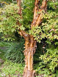 Maybe you would like to learn more about one of these? Plants To Love In Your New England Landscape Better Homes Gardens