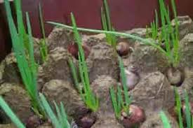 Cara menanam bawang daun yang benar. Doyan Daun Bawang Tanam Saja Dalam Rak Telur Begini Caranya Pupuk Lahan