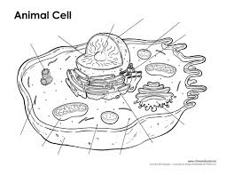 Start studying lo #10 general organelles in an animal cell. Chapter 3 Lesson 10 Organelles Diagram Quizlet