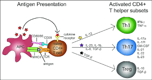 Cytokines that mediate innate immunity 2. Diagram Of Cytokines Produced By Activated Antigen Presenting Cells Download Scientific Diagram