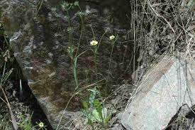 Image result for Tolpis capensis