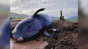 Image result for right whale 4440