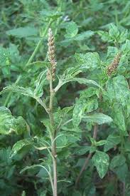 Image result for Dichapetalum deflexum