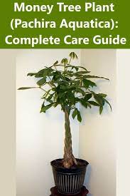 Money Tree Plant Pachira Aquatica The Complete Care Guide Money Tree Plant Money Tree Plant Care Trees To Plant
