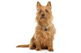 Find blue merle australian shepherds. Australian Terrier Puppies For Sale In Michigan Adoptapet Com