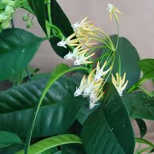 Image result for hoya multiflora