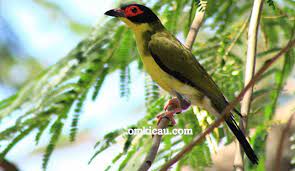 Berwarna hijau kemudian di daerah muka berwarna merah muda. Burung Ara Timor Yang Bersuara Lantang Download Audionya Untuk Masteran Om Kicau