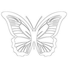 Printable anime coloring pages for kids and adults. Butterfly Coloring Pages Beautiful Butterflies To Color