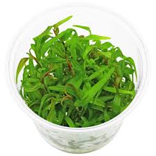 Image result for Floscopa sp.no.1