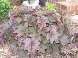 Heuchera Micrantha Palace Purple Coral Bells For Sale Rare Roots In today's video, we get to learn about palace purple heuchera, an evergreen perennial that no one should be without! heuchera palace purple coral bells