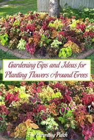 Watering around a newly planted tree helps settle the soil around it so it makes good contact with the roots. Gardening Tips And Ideas For Planting Flowers Around Trees Parenting Patch