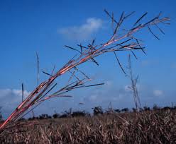 Image result for Coelorachis