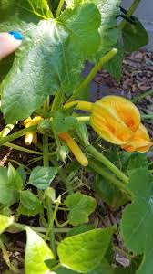 Good yields will be guaranteed if you plant a vegetable crop on the soil is prepared in the fall, harrowing a rake, activating the growth of weed vegetation, and after 2 weeks they planting zucchini seeds begins in the second half of april. Help Zucchini Are Not Growing After The Flower Falls Off Gardening