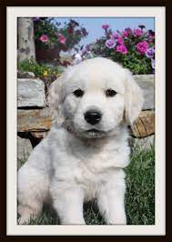 Beatiful golden retriever pups 11 weeks old excellent pedigree. Oregon Mist Goldens English Cream Retrievers Home Facebook