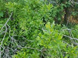 Image result for Myrica chimanimaniana
