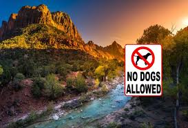 Do national parks allow dogs. The 5 Least Dog Friendly National Parks Where To Camp Instead
