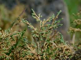 Image result for Selaginella eublepharis