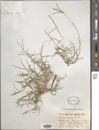 Image result for Cynodon incompletus